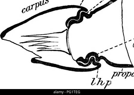 . Storia naturale dell'Astice americano... Decapoda (crostacei); la pesca di aragoste. Storia naturale di american tOBSTER. 255 La muscolatura del grande chelipeds è essenzialmente normale e simile a quella delle gambe sottili, con l'eccezione di base o secondo segmento, che non ha i muscoli in stato di adulto, una condizione che deve essere considerato in relazione a autotomy e la rottura giunto; come nei piccoli pereiopods l'ischio porta due extensors posteriore soltanto. Le cerniere di questo lembo sono abbastanza pecuHar e suggerire i possibili adattamenti alla "giunto di rottura," e "interloc Foto Stock