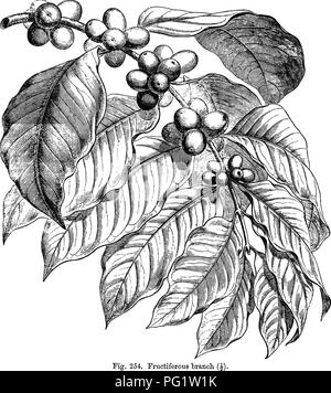 . La storia naturale delle piante. La botanica. 276 NATUBAL HISTOBY DI PIANTE. neut,' a volte nullo e un hypocrateriform o infundibiiliform corolla, glabrous o hairy nella gola con un arto divisa in quattro Coffea araliea.. Fig. 254. Fructiferous tranoh o cinque^ lobi ritorti nella bud. Il stami,^ alternativo, sono costituiti da un filamento, generalmente breve, attaccata alla gola della corolla o nel seno delle sue divisioni e supporta un dorsifixed V. 17, t. lbis 4.-B. H. gen. ii. 114, n. 238.- che copre la parte superiore del bud e secreta nel Batcee, Fl. Mauril. 152.-Cqfe Eay, nebbia. PI. atund Foto Stock