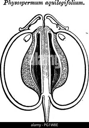 . La storia naturale delle piante. La botanica. TJMBELLIFERM. 131. Kg. 140. Lungo. setta, di frutta (I). e solitarie vittse nei solchi interposto. Essi sono glabrous erbe perenni, europee e orientali, con decompound ternati- foglie pinnate e composto umbels, arredate con involucres e involucels formata da numerose brattee. I semi sono concave sulla faccia in cui il del nucleo del Raphe è affondato. Molopospermum (fig. 141) ha quasi tutti i caratteri di Physospermum, specialmente negli organi di vegetazione; ma nel frutto, più allungata, anche ristretta al com- missure, il primario creste sono ve Foto Stock