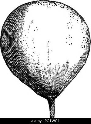 . La storia naturale delle piante. La botanica. CLUSIACEM. 411 un embrione di costruzione simile agli tliat di Mammea, con una brevissima radicle inferiore. Il sepali embricato numero da due a quattro e i petali (che può essere che vogliono ?) variano da due a dieci." Circa quaranta specie ^ di Calophyllum sono ammessi. Essi sono alberi CahphyUum Calaia.. Si prega di notare che queste immagini vengono estratte dalla pagina sottoposta a scansione di immagini che possono essere state migliorate digitalmente per la leggibilità - Colorazione e aspetto di queste illustrazioni potrebbero non perfettamente assomigliano al lavoro originale. Baillon, Henri Ernest, 1827-1895; Harto Foto Stock