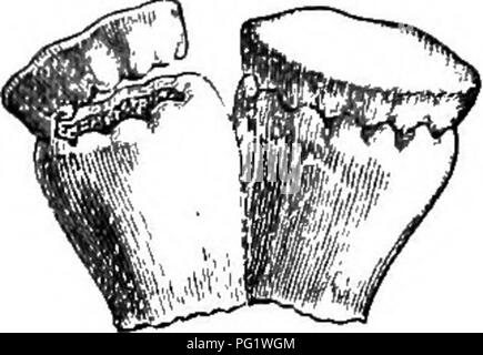 . La storia naturale delle piante. La botanica. CLUSIACEM. 407 Oarcinia Morella .. Fig. 378. Stami. cella, un ovulo come quella di Xanthochynms, ed è sormontato da uno stile, dilatato per una testa di forma variabile, con lobi più o meno salienti e distinti.' spesso l'intero esiste in stile nel centro di fiori maschili, ma senza ovaie ; in altri casi il gyngecium scompare completamente. Il frutto è analoga a quella di Xarothochymus; è una bacca, spesso corticate, arredate alla base con il calice e al vertice con la persistente stile. I semi, con rivestimento carnoso, racchiudono un embrione u Foto Stock