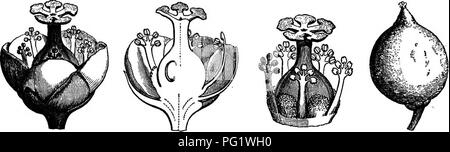 . La storia naturale delle piante. La botanica. CLUSIACEM 405 alberi i cui organi della vegetazione sono quelle di Symphonia e i suoi bellissimi fiori' solitario e terminale.^ III. GARCINIA SEEIES. In alcuni di essi, dis- Garcinia ha polygamo-dicBcious fiori, tinguished sotto il nome di Xanthochymus' (fig. 372-375), essi sono pentamerous, e sulla loro ricettacolo convesso sono inseriti da Garcinia Zanthoch/ymua.. Fig. 372 Fiore (f). Fig. 373. A lungo. La barbabietola, di fiore^ Fig. 374. E Androeeium gynaecium. Fig. 375. Giovane frutta. dal fondo alla cima, cinque sepali embricato nel bud, più o meno disuguale,* e cinque alt Foto Stock