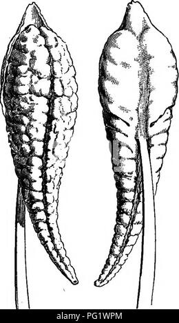 . La storia naturale delle piante. La botanica. MELA STOMA OEM. 1&amp; Dissocha'a {Omphalopua) fallax.. Fig. 23. Stamins.- Dissochoeta, la gemma di whicli è circondato da due concava e valvate brattee formante un involucro: (fig. 24), e Daleni'a, diploste- monous Dissochoeta con calyptriform calice e due sporgenze anteriore del tessuto connettivo, spesso snella e setiform. Sakersia, da western Africa tropicale, è Dalenia con fiori pentamerous (avente '^ anche molti caratteri oicextamOsbeckias), e Dicellandra, arrampicata arbusti dello stesso paese, hanno inoltre un piccolo basilar appendice a Foto Stock