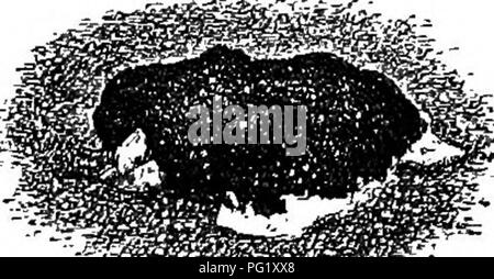 Questa guida mette in evidenza le piante alpine adatte per i giardini all'inglese, in particolare per i confini arbustivali. Il libro fornisce consigli sulla coltivazione delle piante di montagna e sull'uso di rocce e pietre per proteggerle e le mette in mostra nei progetti di giardini. Foto Stock