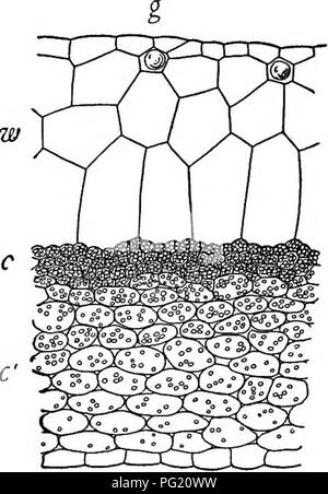 . Un libro di botanica per scuole e università ... La botanica. 632 Ecologia altri xerophytes (come Ledum o Campanula, figg. 867, 868) è dovuto al- cutinization cordonato e a palizzata di sviluppo. Apparentemente queste diverse reazioni xerofite sono dovuti a una causa comune, cioè expo- assicurarsi di aver aumentato la traspirazione. Non solo il riferimento di succulenza la traspirazione per portarlo in linea con altri caratteri xerofite, come cutinization e palizzata di sviluppo, ma anche come questi, succulenza si sviluppa in situazioni analoghe, come in habitat marittimo. Anni fa è stato dimostrato che la Salicor Foto Stock