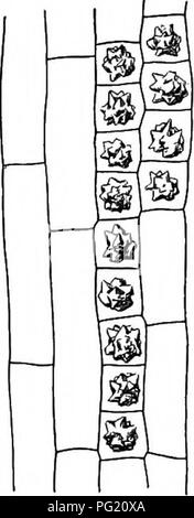 . Un libro di botanica per scuole e università ... La botanica. Lascia 625 l'influenza di fattori esterni sul premistoppa di sviluppo e di secrezione. - Non si sa quasi nulla in merito all'influenza di fattori esterni sul premistoppa sviluppare- mento o secrezione. In alcuni casi e ghiandolare " La protezione " Peli derivano da simili primordia (come in Verbena, fig. 914), ed è stato sostenuto che le condi- zioni a cui tali primordia sono sottoposto determinano il tipo di capelli che si sviluppa; per esempio, in Spiraea, primordia che sono esposti a gravi condizioni (specialmente a freddo) sviluppare Foto Stock