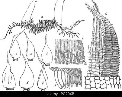 . Flore de Buitenzorg. La botanica. 1333 meist gedrehte Spitze gesagt, flach oder stellenweise etwas eingebogen. Blattzellen derbwandig, schwach gettipfelt, rhomboidisch-elliptisch, in der Blattmitte mehr oder weniger gestreckt, 5-6 ^m. breit und 5-10 mal così lang, gegen die Blatt- rander und die Spitze kiirzer, veloce ovale, uber den Alarzellen klein, schief rhomboidisch; aufder Mitte des dorsale Lumen Fig. 216.. Acanihorrhynchium papillatum (Hakv.) Flsch. a. Habitasbild (nat. Grosse). b. Stengelblatter Y- c. Astblatter V- d. Ober- und unterseitige Astblattei e. Ho Blattzellen|S. f. Ip Alarzellen. g. P Foto Stock