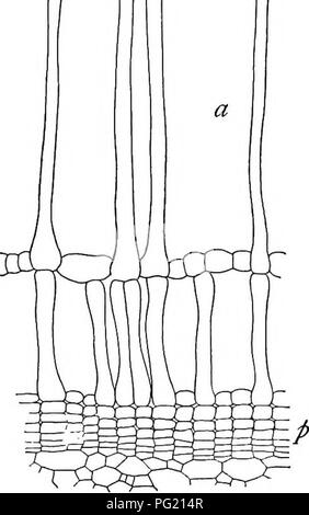 . Un libro di botanica per scuole e università ... La botanica. Lascia 553 Y#^ piante alpine sono detti avere lacune minori rispetto a quanto non facciano i altrimenti simili impianti di artico. In alcuni casi, come in lui foglia di Allium e nel gambo di equiseto, capienti camere d'aria di svilupparsi senza molto di riferimento alle condizioni esterne (fig. 1028). L'influenza di fattori esterni sul lo sviluppo di spazi di aria. - Tlie plasticità dei tessuti a cassettoni. - Tessuti a cassettoni sono ex- estremamente plastica, e comunemente sono ri- ciprocal relazioni con palizzata tessuti. Per esempio, in acqua battente di Proserpinaca, en Foto Stock