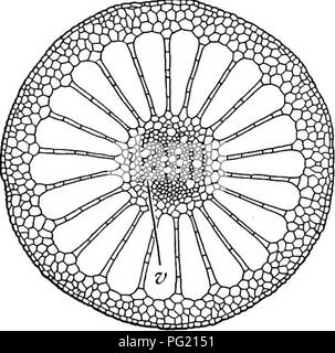 . Un libro di botanica per scuole e università ... La botanica. Fig. 790.-una tangente di sezione longitudinale in prossimità della superficie superiore di una foglia della pianta del secolo (Agave americana), che mostra cellule palizzata " nella Sezione; nota il piccolo intercellulare di spazi di aria; fortemente ingrandita. Fig. 791. - Una sezione trasversale attraverso lo stelo di un acqua achillea {Myriophyllum), mostrando grande e disposti simmetricamente camere d'aria; nota anche la posta centralmente con- ductive regione (v), le cui celle sono relativamente indifferenziate; notevolmente ingrandita. Sintesi, coinvolgendo l'assorbimento di carbonio e dioxid Foto Stock