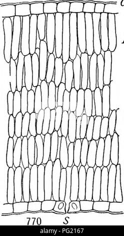 . Un libro di botanica per scuole e università ... La botanica. Lascia 535. Si prega di notare che queste immagini vengono estratte dalla pagina sottoposta a scansione di immagini che possono essere state migliorate digitalmente per la leggibilità - Colorazione e aspetto di queste illustrazioni potrebbero non perfettamente assomigliano al lavoro originale. Coulter, Giovanni Merle, 1851-1928; Barnes, Charles Reid, 1858-1910, coautore; Cowles, Henry Chandler, 1869- joint autore. New York, Cincinnati [etc] American book company Foto Stock