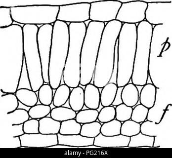 . Un libro di botanica per scuole e università ... La botanica. Fig. 760. - Una sezione di una foglia mesophytic, che di un peppergrass (Lepidium), che mostra l'epidermide superiore (e), l'epidermide inferiore (e'), stomata (5), l'chlorenchyma (c) costituito da più strettamente collocata palizzata celle (p) e più posta liberamente il tessuto spugna (/), e un vascolari o tratto di conduttore (v) con guaina bundle (6), hadrome o xilema (A), e leptome o floema (/); notevolmente ingrandita. Fig. 761.-una sezione di una foglia mesophytic, che di un blue violet {Viola cucullata)^ mostra una singola fila di allungata notevolmente Foto Stock