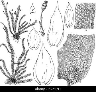 . Flore de Buitenzorg. La botanica. 661 doppelt angedeutet, gelblich. Blattzellen dickwandig, giatt, Stark getiipfelt, oft langlich elliptisch bis rhomboidisch, Fig. 124.. Glyphothecmm sciuroides Hpe. a. Habitasbild (naturl. Gfiisse). k. und d. Grundstiiadige Stengelblalter '/• b. Stengelblalt V- e. Sporogon J. Glyfhoihecium pangerangense Flsch. 1. Habitasbild (aaliiil. Giosso). 4. Zellen der Blatteclcen -. 2. Stengelblalt V- 5. Zellen'der Blattmitle . 3. Grnndstandiges Stengelblalt". V. dunnwandig und schwach getupfelt, 30-45 /^ lang, Lumen 5 8 u. breit, gegen die base fast liuear, an den B Foto Stock