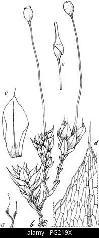 . Flore de Buitenzorg. La botanica. 480 der Spitze schwindend. Blattrand fast flach, durch eine ver- dickte, verlangerte Zellreihe deutlich, gelblich ge- Kg. 88. saumt, nicht oder sehr onu- deutlich gezahnelt. Blattzellen sehr locker, unten rechteckig, oben 5-6, eckig unregel- massig, diinnwandig. Rippe rotlich, Dunn, im Querschnitt wie bei E. Wi- cliurae, nur in den oberen Rosetteublattern weit vor der Spitze schwindend. Seta rot- Braun, links gedreht, 0,6-1 cm. hoch; Vaginula hoch kegelformig. Kapsel klein, mit Hals, birnenformig, 1,2- 1,5 cm. lang, derbhautig, rot- Braun, entdeckelt etwas ita- mt Foto Stock