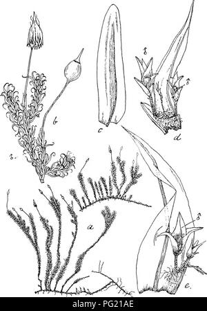 . Flore de Buitenzorg. La botanica. 443 ausgebreitet, niedrig bis hoher, meist kiss en forma ig. Haupt- stengel lang kriechend, entblattert. Aeste 1 bis 4 cm. hoch, sehr dicht genahert, nach ol)en mehrfach Fig. 82.. Xacromitrium salakanum C. MiiLL. a. Habitusbild (nat. Grosse). b. Zweig mit Sporogoiien . u. Pericliaetialblatt Sf. d. (/ Zwei'gpflanzen am Blaltgrnnd nistond ii. c. Stengelblatt mit J Pflanze ^. gabelig verzweigt bisbiischelastig, dicht gedimsen, g 1 eich- massig beblattert; funfkantig, ohne Centralstrang, Grund- gewebe sehr eng und klein, in den Aesten dannwandig,. Si prega di notare che th Foto Stock