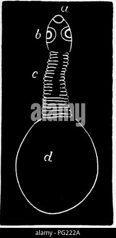 Questo testo zoologico fornisce una panoramica di varie specie animali, tra cui la tenia umana *Taenia solium*. Copre le caratteristiche biologiche, gli impatti sulla salute, e come parassiti come i tenia influenzano la salute umana. Foto Stock