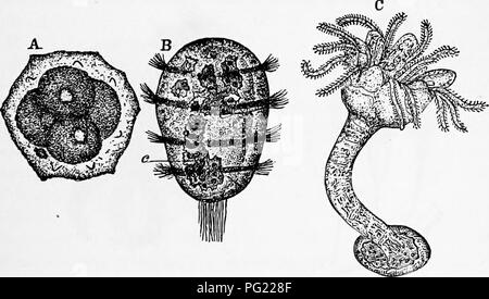 . Zoologia : per gli studenti e i lettori . Zoologia. Sviluppo di GRINOTDS. 105 relazioni crinoidi nnstalked [Antedon ed actina- ometra), solo essi sono su un piano più semplice, che vi sia una stretta analogia tra Rhizocrinus e la fase pentacrinoid di Antedon. Le ovaie di Antedon aprire esternamente sul pinnule dei bracci, mentre non vi è alcuna apertura speciale per la prod otti- del maschio di ghiandole, e Thompson pensa che le particelle spermatico sono " scaricata dal diradamento di distanza e la deiscenza del tegumento." Le uova mature appendere per tre o quattro giorni dal Foto Stock