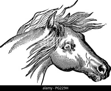 . Cavalli: la loro alimentazione e i loro piedi. Un manuale del cavallo di igiene. Cavalli; cavalli. La loro alimentazione e i loro piedi. 143 traverso scende attraverso i quarti o un ombrello è sollevata dietro o il fischio di un motore a vapore è sentito, se il cavallo è stato mostrato o introdotto con attenzione a queste cose, egli non potrà essere gravemente perturbata da essi; considerando che la loro improvvisa comparsa può essere pro- ductive dei più pericolosi e gli effetti persistenti. " La terza, in relazione a insegnare il significato dei suoni o parole di comando, utilizzando il linguaggio del sig. Magner, ' è evidente che se un uomo erano per sedersi. Fi Foto Stock