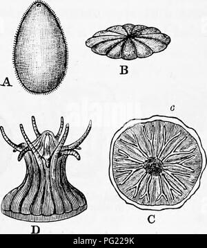 . Zoologia : per gli studenti e i lettori . Zoologia. Sviluppo di polipi di corallo. 83 corpi spermatica la rottura delle pareti delle rispettive ghiandole situato sulle partizioni carnosa. Come in Actinia, Lacaze- Duthiers pensa che la fecondazione dell'uovo si verifica prima che lascia l'ovaio, quando anche la segmentazione del tuorlo deve avvenire. A differenza di un embrione Actinia, il giovane ciliate del corallo, dopo essere rimasti in tlie cavità digerente per tre o quattro settimane, rendono il loro modo in tutto il mondo attraverso i tentacoli. L'aspetto del giovane, quando osservato per la prima volta, era simile a quella di Fig. 55, Foto Stock