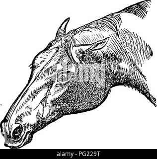 . Cavalli: la loro alimentazione e i loro piedi. Un manuale del cavallo di igiene. Cavalli; cavalli. La formazione e il carattere di cavalli. La seguente da un recente numero di tale pratica e utile pubblicazione La Phrenological Journal, sarà .trovato di interesse e suggestiva nella selezione- zione e la gestione di cavalli: " dei nostri animali domestici nessuno occupare più atten- zione a cavallo e del tutto non vi è alcun oggetto con cui società generale dovrebbe essere più. Fig. i.-tipo più elevato di intelligenza. familiare, eppure quando si tratta di un positivo- knowl edge per un dato scopo molto pochi un Foto Stock