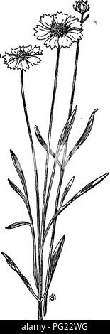 . Un manuale di erbacce : con le descrizioni di tutti i più perniciosi e fastidioso piante negli Stati Uniti e in Canada, le loro abitudini di crescita e di distribuzione, con metodi di controllo . Le erbacce. COMPOSITAE (Famiglia composito) 471 ampia, da dodici a quindici pistillate e fertile luminosi raggi dorati, tre-dentata alle punte; disk broccoli perfetto e fertile, marrone- ish giallo; involucro circa mezzo pollice in alto con forma a lancia, spalmatura hairy brattee. Achenes del disco broccoli strettamente obovate, appiattita, Pelosa, ampiamente, alato con un pappus di due come l'ago-awns; quelli dei raggi spe Foto Stock