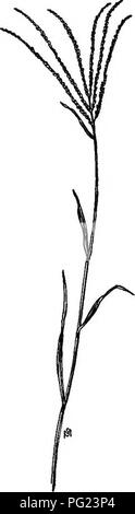 . Un manuale di erbacce : con le descrizioni di tutti i più perniciosi e fastidioso piante negli Stati Uniti e in Canada, le loro abitudini di crescita e di distribuzione, con metodi di controllo . Le erbacce. 26 GRAMINEAE (erba famiglia). Il Professor Spillman riuscito nella pulitura di un complotto di Johnson- erba in un anno, senza perdita di uso del suolo, da un sys tem- di caduta di aratura, con un aratro di tornitura in grado di trasformare ogni pollice del sod, erpicatura a fondo allo scopo di allentare il suolo e quindi rimuovendo i portinnesti con un attrezzo chiamato root-escavatore, o erba-hoe. Questo metodo Foto Stock