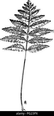 . Un manuale di erbacce : con le descrizioni di tutti i più perniciosi e fastidioso piante negli Stati Uniti e in Canada, le loro abitudini di crescita e di distribuzione, con metodi di controllo . Le erbacce. POLYPODIACEAE {FERN FAMIGLIA) 19 gamma: Nord America Orientale da Terranova in Florida e a ovest verso il fiume Mississippi e in alcuni Stati membri dell'occidente. Habitat: suolo umido; prati umidi, prati, campi e boschi. Felci sono solitamente associati con boschi e canneti e, anche se questa può essere trovata in tali luoghi, è ugualmente adatta quando la crescita in terreno aperto, purché il terreno non è Foto Stock