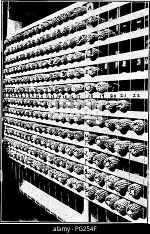 . Il campo di produzione di raccolto; un libro di testo per i corsi elementari nelle scuole e brevi corsi nei college. L'agricoltura. 86 Campo CROP orecchie di produzione sarà in possesso è ereditaria, e che quindi con ogni probabilità essere trasmessi alla progenie. L'altezza della pianta, e l'altezza a cui l'orecchio è portato sulla levetta, dovrebbe essere considerato anche. Piante alte non sono solitamente desiderabile quando il mais viene coltivato il grano dal mais alto è difficile da gestire nel taglio e se raccolte dalla levetta permanente, l'orecchio è in una posizione scomoda per lolla. Selezione di sementi provenienti da piante che trasportano t Foto Stock