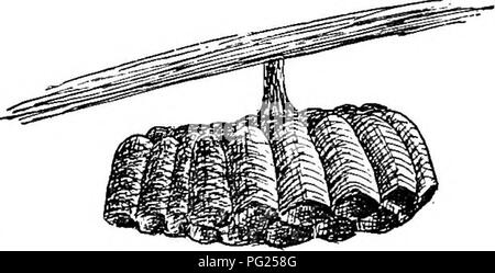. La vita di insetto; un'introduzione per lo studio della natura e una guida per gli insegnanti, studenti e altri interessati al di fuori porta la vita. Entomologia; lo studio della natura. La vita a bordo strada. 259 tative della famiglia è Eumencs fraternus{UE'ine-ncs fra- ter'iius), che rende un po 'ordinata nido, che appare come una miniatura di acqua-brocca, attaccato ad un ramoscello (Fig. 231). Le vespe SOCIALI.-sociale di vespe sono i costruttori del ben noto nidi di carta. Ci sono due tipi di questi nidi. In un nido è costituito da un unico pettine, sus- pended da un pe- duncle e non è sbarrato da un en- velope (Fig. 232). Le vespe che costruire Foto Stock