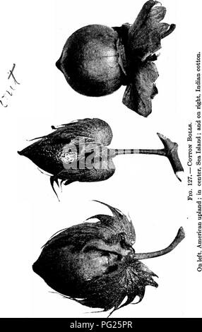 . Southern raccolti di campo (esclusiva di piante foraggere). L'agricoltura. 258. Si prega di notare che queste immagini vengono estratte dalla pagina sottoposta a scansione di immagini che possono essere state migliorate digitalmente per la leggibilità - Colorazione e aspetto di queste illustrazioni potrebbero non perfettamente assomigliano al lavoro originale. Duggar, J. F. (John Frederick), 1868-. New York, la Macmillan company Foto Stock