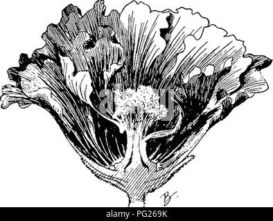 . Principianti " botanica. La botanica. 142 principianti " Botanica pearance di essere un fiore con un bordo di petali. Di questi è il girasole (Fig. 189), aster, laurea pulsante o fiordaliso, e campo daisy (Fig. 211). Questi lunghi corolla- arti sono chiamati raggi. In alcuni compositi coltivati, tutti i broccoli si possono sviluppare raggi, come nella dalia e chrysan- themum. In alcune specie, come tarassaco, tutti i broccoli hanno naturalmente raggi. Syngenesious disposizione di un- thers è la più caratteristica di singola caratteristica dei compositi. Fiori doppi. -Sotto lo stimolo di coltivazione^e aumentato la fornitura di generi alimentari, Foto Stock