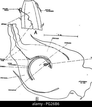 . Southern raccolti di campo (esclusiva di piante foraggere). L'agricoltura. Struttura COBN. Fig. 36. - Diagramma che mostra Codkbe del polline-tubo attraverso la seta per Ovaht. Una sezione in prossimità di estremità esterna della seta, che mostra il polline-grano di polline e tubo-: B, sezione attraverso la base di seta e attraverso i giovani di grano. (Disegno DALLA C. S. Ridgway.) l'impollinazione di mais viene effettuato quasi interamente dal vento che può trasportare il polline grandi distanze. Si prega di notare che queste immagini vengono estratte dalla pagina sottoposta a scansione di immagini che possono essere state migliorate digitalmente per la leggibilità - Colorazione e aspetto di queste illustrazioni Foto Stock