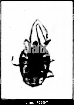 Questo libro fornisce informazioni pratiche sull'identificazione e il controllo degli insetti nocivi in agricoltura. Include descrizioni di specie nocive, come l'acaro trifoglio, e offre strategie di gestione consigliate per ridurre al minimo i danni alle colture. Foto Stock