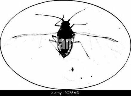 . Insetti dannosi : come riconoscere e il loro controllo . Pesti di insetto e pesti di insetto. FLA PIDOCCHI XT lyjVBIXG fogliame 197 cresciuto e quindi hanno acquisito più dura delle foglie, il hoe de'elop una generazione alato, lasciare la sezione dove al lavoro e appaiono come improvvisamente in altre regioni più lontano nord, dove le condizioni sono favorevoli ad ulteriore moltiplicazione. In tarda estate, come i campi di grano maturo, i pidocchi lasciarli e prendere la loro residenza sulle erbe come comuni o di bluegrass sul mais. In autunno, quando l'inverno la granella ha germogliato, molti mo^â e torna alla nuova alimentazione di massa. Con la venuta di Foto Stock