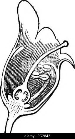 . Un libro di testo di botanica per le scuole secondarie. La botanica. . Si prega di notare che queste immagini vengono estratte dalla pagina sottoposta a scansione di immagini che possono essere state migliorate digitalmente per la leggibilità - Colorazione e aspetto di queste illustrazioni potrebbero non perfettamente assomigliano al lavoro originale. Coulter, Giovanni Merle, 1851-1928. New York, D. Appleton Foto Stock