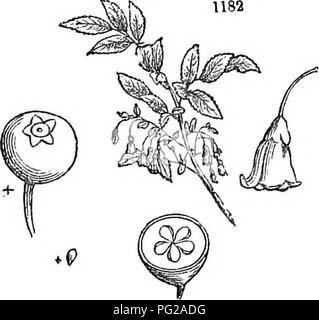 Questo libro fornisce una breve panoramica di alberi e arbusti duri in Gran Bretagna, sia nativi che stranieri, con dettagli sulla propagazione, la cultura e gli usi. Comprende incisioni di specie come l'arbusto deciduo Arctostaphylos, originario del Caucaso e di Madeira. Foto Stock