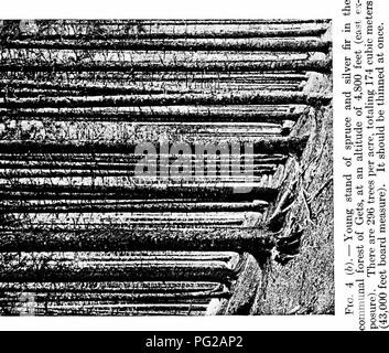 . Studi in francese la silvicoltura . Le foreste e la silvicoltura. PYREENEES 39. Si prega di notare che queste immagini vengono estratte dalla pagina sottoposta a scansione di immagini che possono essere state migliorate digitalmente per la leggibilità - Colorazione e aspetto di queste illustrazioni potrebbero non perfettamente assomigliano al lavoro originale. Woolsey, Theodore Salisbury, 1879-; Greeley, William Buckhout, 1879-. New York : Wiley Foto Stock