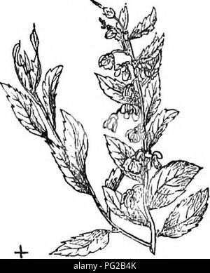 Questa edizione abbreviata dell'Arboretum et Fruticetum Britannicum* fornisce descrizioni dettagliate di alberi e arbusti duri in Gran Bretagna, coprendo la loro coltivazione, propagazione e usi pratici, oltre a offrire illustrazioni per una facile identificazione. Foto Stock