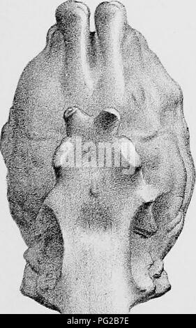 . Carte Cope, 1871-[1897. Zoologia; Paleontologia. i '^' ^ Ev  //un Procamelus occidentalis %.. Si prega di notare che queste immagini vengono estratte dalla pagina sottoposta a scansione di immagini che possono essere state migliorate digitalmente per la leggibilità - Colorazione e aspetto di queste illustrazioni potrebbero non perfettamente assomigliano al lavoro originale. Cope, E. D. (Edward bevitore), 1840-1897. Philadelphia, ecc. Foto Stock