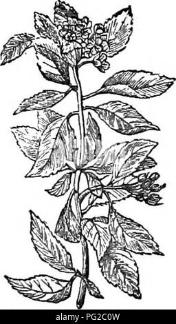 . Alberi e arbusti : un abridgment dell'Arboretum et fruticetum britannicum : contenente la hardy alberi e schrubs della Gran Bretagna, native e straniere, scientificamente e popolarmente descritto : con la loro propagazione, della cultura e degli usi e delle incisioni di quasi tutte le specie. Alberi e arbusti; le foreste e la silvicoltura. XXVI. bosa^cEjE: Py'rus. 437 essiccato, 48 lb. 8 oz. Essa è impiegata per tutte le diverse finalità per cui quella di P. ^^ria è appUcable, e viene considerato piuttosto preferibile come combustibile e per il carbone. Il frutto è portato al mercato sia in Inghilterra e Francia ; e quando è in uno stato di incipi Foto Stock