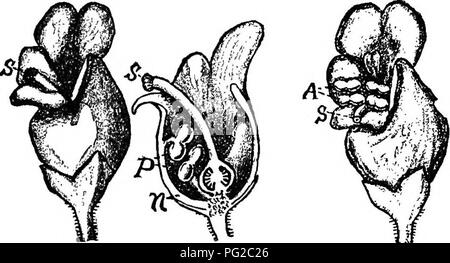 . L'apicoltore's guide : o manuale dell'apiario . La cultura delle api; le api. 338 api come pianta fertilizzanti. o elemento maschio, sono su una pianta o fiore (Fig. 145)1 e pistilli che crescono i ovuli-la femmina elenaent -sull'altro. Qui, poi, insetti devono agire come "matrimonio sacerdoti" che la fruttificazione può essere realizzato a tutti. In altre piante dove gli organi sono tutti nello stesso fiore, fecondazione è interamente dipendente da insetti. I grani di polline deve raggiungere lo stigma. Spesso questo è dalla struttura stessa del fiore dipendono interamente dalle insetti. Spesso come in willow-herb (Fig. Foto Stock