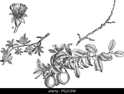 Questa edizione abbreviata di *Arboretum et fruticetum enemicum* offre una descrizione completa di alberi e arbusti resistenti in Gran Bretagna, sia nativi che stranieri. Comprende la coltivazione, i metodi di propagazione e le illustrazioni per una varietà di specie. Foto Stock