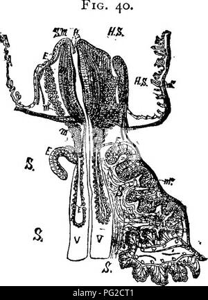 . L'apicoltore's guide : o manuale dell'apiario . La cultura delle api; le api. ii8 il miele allo stomaco. dovrebbero aspettarsi, come il miele deve essere regui-gitated da esso per il miele di cellule. Questa è veramente una camera di digestione, come il nettare-zucchero di canna-qui è cambiato per il miele-glucosio- come zucchero-ma questo è probabilmente attraverso il fermento. La sezione mostra' .struttura di miele-stomaco, stomaco-mese e lo stomaco. Hs miele-stomaco. 6" Stomaco. m muscoli. S m stomaco-bocca, B cellule epiteliali. V valvola dello stomaco. h i peli per trattenere il polline. ricevuti dalle ghiandole di Meckel e Ramdohr, e non da qualsiasi secrezione da Foto Stock