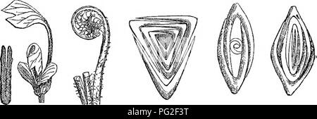 . Classe-libro di botanica : essendo i contorni della struttura, la fisiologia e la classificazione delle piante ; con una flora di Stati Uniti e Canada . La botanica; botanica; Botanica. 44 foglie di vasca BUD. piante in internodi dello stelo o rami, sulla radice, o addirittura di foglie. 208. Cause e esempi. Tali germogli generalmente il risultato di qualche condizione anormale della pianta, dalla potatura o altra distruzione di. rami o stelo sopra, mentre le radici rimangono nel pieno del vigore; così de- stroying l'equilibrio della forza vitale tra la parte superiore e inferiore di asse. La foglia del walking-fern emette radichette e gemme di un Foto Stock