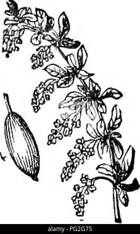 Questa edizione abbreviata del *Arboretum et fruticetum enemicum* offre un resoconto dettagliato di alberi e arbusti duri in Gran Bretagna, sia nativi che stranieri. Esso copre la loro propagazione, la loro cultura e vari usi con illustrazioni di accompagnamento. Foto Stock