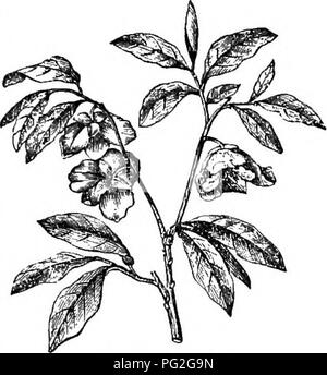 Questa edizione abbreviata dell'Arboretum et fruticetum enemicum descrive alberi e arbusti duri in Gran Bretagna, sia nativi che stranieri, compresa la loro propagazione, cultura e usi. L'opera presenta illustrazioni di varie specie. Foto Stock