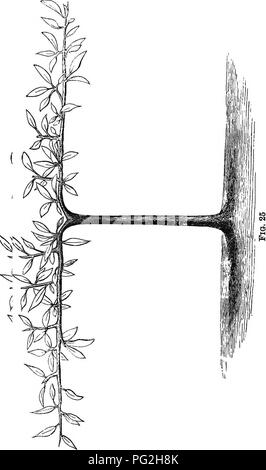 . La frutta in miniatura e giardino frutteto moderno : o la cultura di forma piramidale e bush alberi da frutto : con le istruzioni per root-potatura, ecc. Frutti-coltura. . Si prega di notare che queste immagini vengono estratte dalla pagina sottoposta a scansione di immagini che possono essere state migliorate digitalmente per la leggibilità - Colorazione e aspetto di queste illustrazioni potrebbero non perfettamente assomigliano al lavoro originale. Fiumi, Thomas, 1798-1877; fiumi, T. Francesco. London ; New York : Longmans, verde e Co. Foto Stock