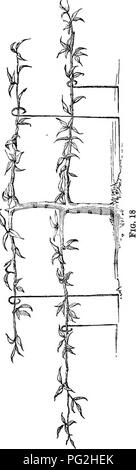 . La frutta in miniatura e giardino frutteto moderno : o la cultura di forma piramidale e bush alberi da frutto : con le istruzioni per root-potatura, ecc. Frutti-coltura. . Si prega di notare che queste immagini vengono estratte dalla pagina sottoposta a scansione di immagini che possono essere state migliorate digitalmente per la leggibilità - Colorazione e aspetto di queste illustrazioni potrebbero non perfettamente assomigliano al lavoro originale. Fiumi, Thomas, 1798-1877; fiumi, T. Francesco. London ; New York : Longmans, verde e Co. Foto Stock