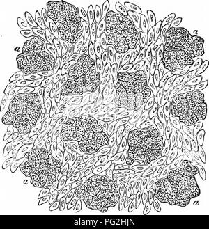 . Sull'anatomia dei vertebrati. Vertebrati, Anatomia, comparativo; 1866. 522 ANATOMIA DI VEETEBEATES. e granuli, ib. a. Questa superficie vascolare è ricoperto da un tappeto delicato delle cellule epiteliali, fig. 348, alcuni tratti lineari di cui, 347. Superficie respiratoria, polmone del Tritone, ingrandita, con l'epitelio fuori fuoco. COLXVIH, ib. h, b sono ciliate. La parte esterna del polmone è coperto dalla delicata nonciliated peritoneale scale. 348. Si prega di notare che queste immagini vengono estratte dalla pagina sottoposta a scansione di immagini che possono essere state migliorate digitalmente per la leggibilità - Colorazione e aspetto di ts Foto Stock