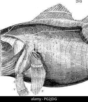 . Sull'anatomia dei vertebrati. Vertebrati, Anatomia, comparativo; 1866. I nervi di rettili. 309 per formare il 'ramus ventriilis", v. Il filamento della radice ventrale inviato al ramus dorsalis del nervo riuscendo perfora la divisione inferiore della radice dorsale del proprio ner^"e. In tal modo ogni nervo spinale forma un ' ramus dorsalis", fig. 205, lo, e un ' ramus ventralis", ib. 8; il ramus dorsalis comprende un filamento sensoriale del proprio nervo, e un filamento motoria dell'antecedente ner^"c: il ' ramus ventralis' è fijrmed da un motorio. Un â"¢â ¢ - ' '- * Â":" T ^zs^t^^jS"^^"&qu Foto Stock