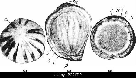 . Morfologia di gimnosperme. Gimnosperme; morfologia delle piante. CYCADALES 129 endosperma è differenziato in un endosperma giacca o tapetum come cospicua come il tapetum di qualsiasi felce o fiore microsporan- Belgio. Nel seme maturo esterno strato carnoso rimane fresca per un po' e poi si asciuga o decade. Tutti i sporophytic tessuto entro la strato pietroso, compreso il irmer strato carnoso, il nucellus, e la base dell'ovulo, si riduce ad una sottile membrana a secco in cui i fasci dell'interno del sistema vascolare sono la maggior parte avviso- in grado funzione.. 123 124 Le Figg. 123-125.-Dioon edule Foto Stock